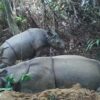 Indonesia reports a new Javan rhino calf, but population doubts persist