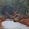 Report alleges APP continues deforestation 10 years after pledge to stop