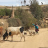 Livestock farming in the Andean Amazon and the rest of the Amazon