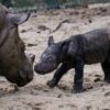 Sumatran rhino birth is rare good news for species sliding to extinction