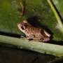 Climate change primary driver of amphibian decline: Study