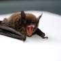 Scientists isolate ‘pre-emerging’ bat coronavirus but also identify existing medication that potently neutralizes it