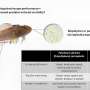 Research shows biodegradable plastics are still harmful to fish