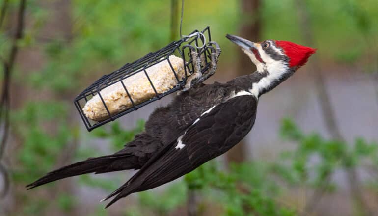 Bird biodiversity is declining in places we’ve altered