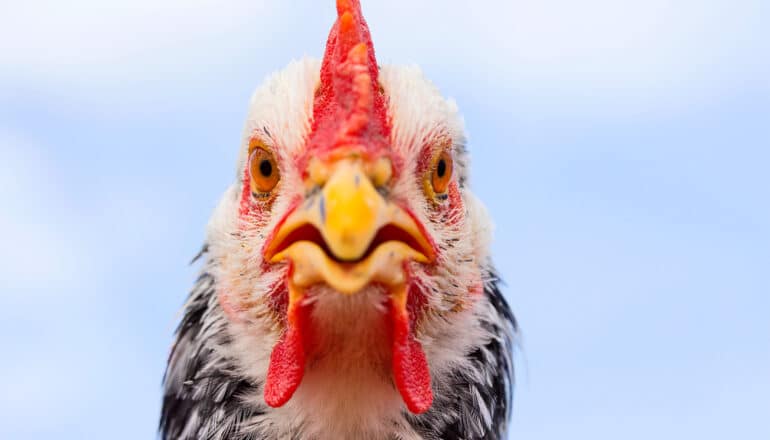 Chicken feathers can pave way for cleaner energy