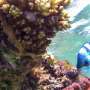 Countries pledge to raise $12 billion to help coral