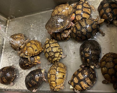 There’s a thriving global market in turtles, and much of that trade is illegal