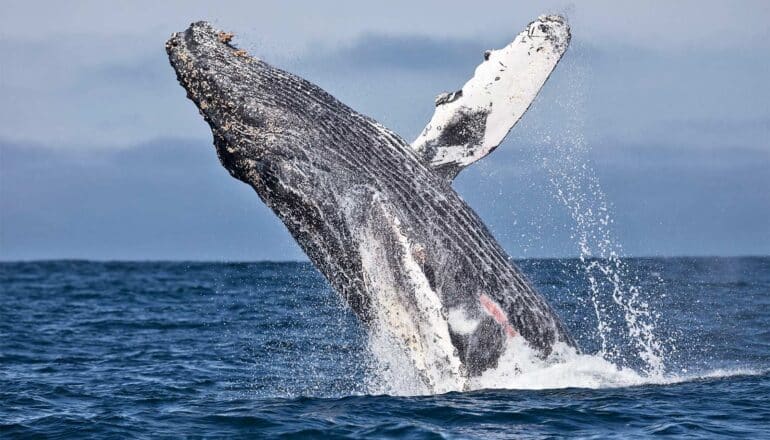 Less fishing gear could save more humpback whales