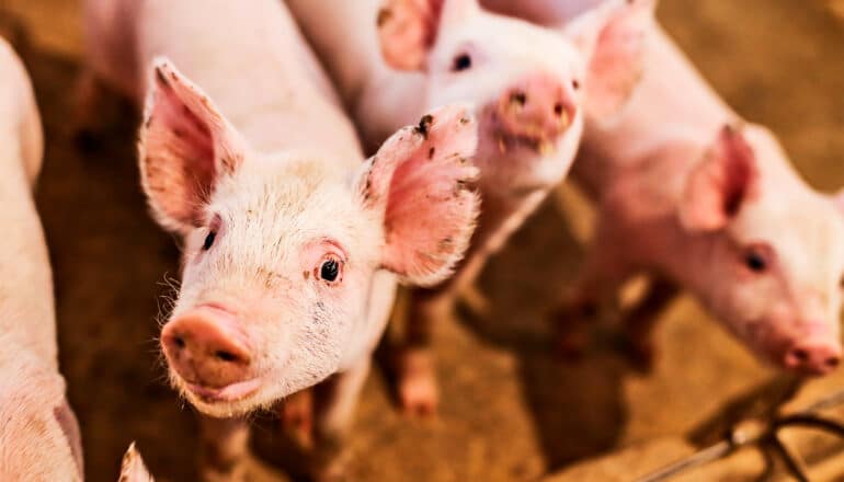 Happy pigs beat low climate footprint for pork consumers