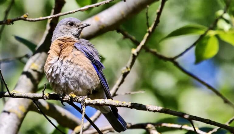 Heat waves hamper bird reproduction near farmland