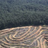 Ten years since anti-deforestation pledge, corporate world still not doing enough