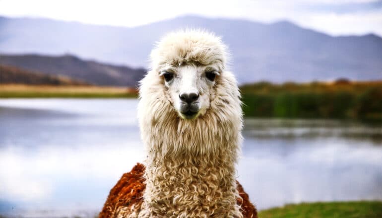 Llamas can mitigate some of climate change’s harmful effects