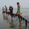 Seaweed: Untapped economical potential in Bangladesh