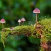 Gone before we know them? Kew’s ‘State of the World’s Plants and Fungi’ report warns of extinctions