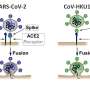 New discovery concerning receptors used by coronaviruses to enter human cells