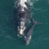 As population ‘flattens,’ North Atlantic right whales remain at risk