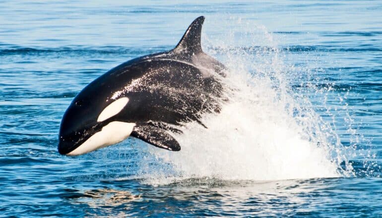 What’s behind mysterious killer whale attacks on porpoises?