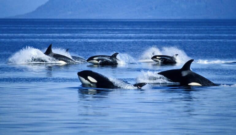 Diet affects killer whale pollution exposure more than location