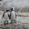 South Africa’s penguins heading toward extinction; will no-fishing zones help?