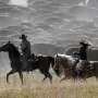 Rare US bison roundup rustles up hundreds to maintain health of the species