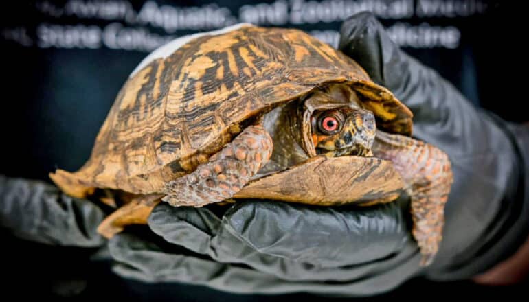 Keeping track of rehabbed wild turtles isn’t easy