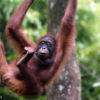 Deforestation surges in hotspot of critically endangered Bornean orangutans