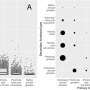 Study finds wildfire isn’t primary factor in invasive annual grass expansion in Great Basin