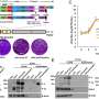 Trivalent vaccine candidate fights measles, mumps, SARS-CoV-2