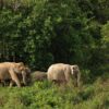 How wild elephants solve puzzles may help humans resolve wildlife conflicts