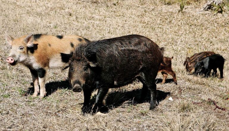 Efforts to control wild pigs pay off