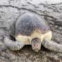 Warming beaches threaten Yemen sea turtles’ future