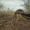 Texas ocelot breeding and reintroduction may offer new route to recovery