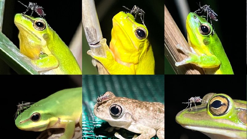 Some picky Australian mosquitoes may target frog nostrils for blood