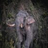 Iconic tusker’s plight shows challenges in managing Sri Lanka’s wild elephants