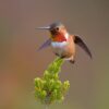 New AI model gives bird’s-eye view of avian distribution at vast scale