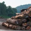 How the U.S. financial system props up illegal logging and mining