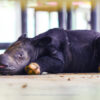 New calf brings new hope, and new concerns, for embattled Sumatran rhinos