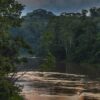 Amazon deforestation has a regional, not just local impact: study