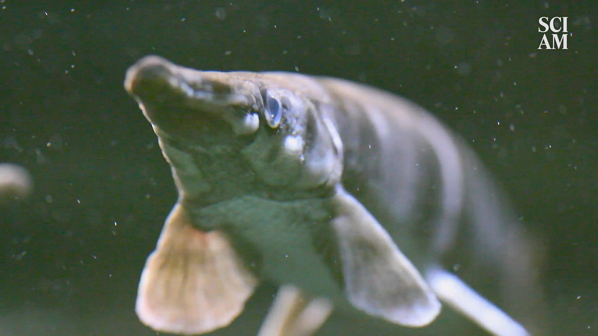 Great Lakes Fish Are Moving North With Climate Change, But Can They Adapt Fast Enough?