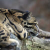 Clouded leopards face alarming decline amid ‘genetic crisis,’ study warns