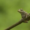 Study shows dire outlook for amphibians: 40% threatened with extinction