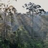 Forest restoration to boost biomass doesn’t have to sacrifice tree diversity