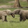 Forest elephants are the ‘glue’ holding Congo rainforests together, experts say