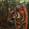 Smallholders and loggers push deeper into Sumatra’s largest park