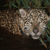 In Brazil’s Amazon, a clandestine road threatens a pristine reserve