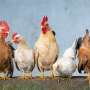 How to boost chicken production with the power of beta-glucanase in wheat diets