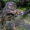 Nepal’s clouded leopard research needs more attention: Q&A with Yadav Ghimirey