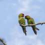 Endangered thick-billed parrots at risk of losing unprotected Sierra Madre forest habitats to logging, deforestation