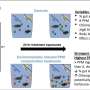 Experiment shows biological interactions of microplastics in watery environment