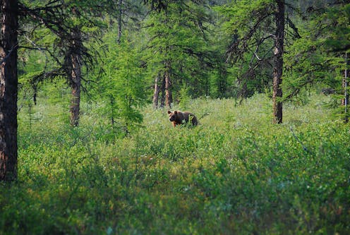 The world’s boreal forests may be shrinking as climate change pushes them northward